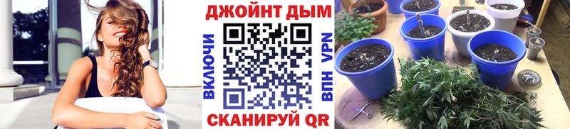 цена   Сураж  Бошки Шишки гибрид 
